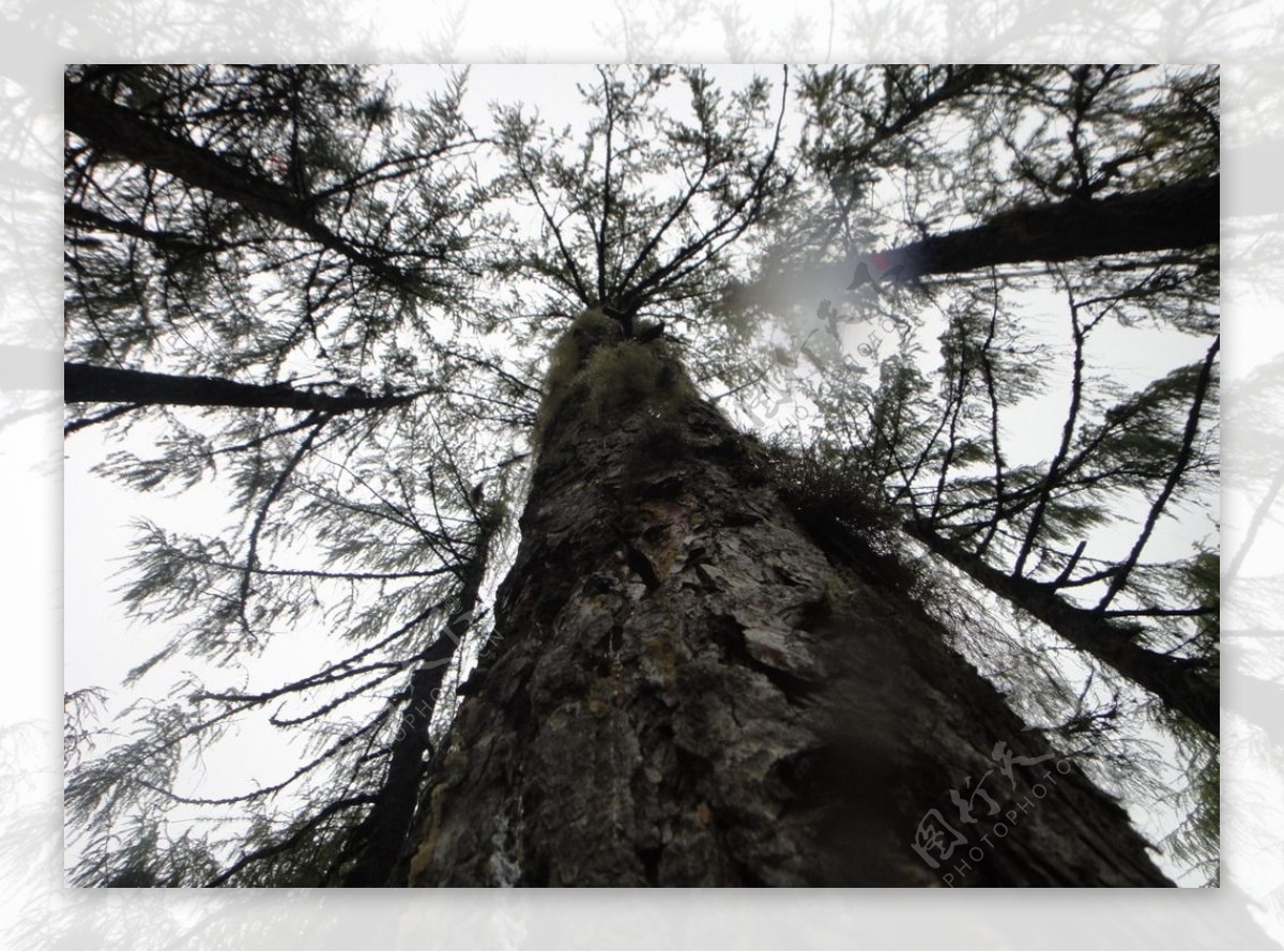 原始森林树木仰拍图片
