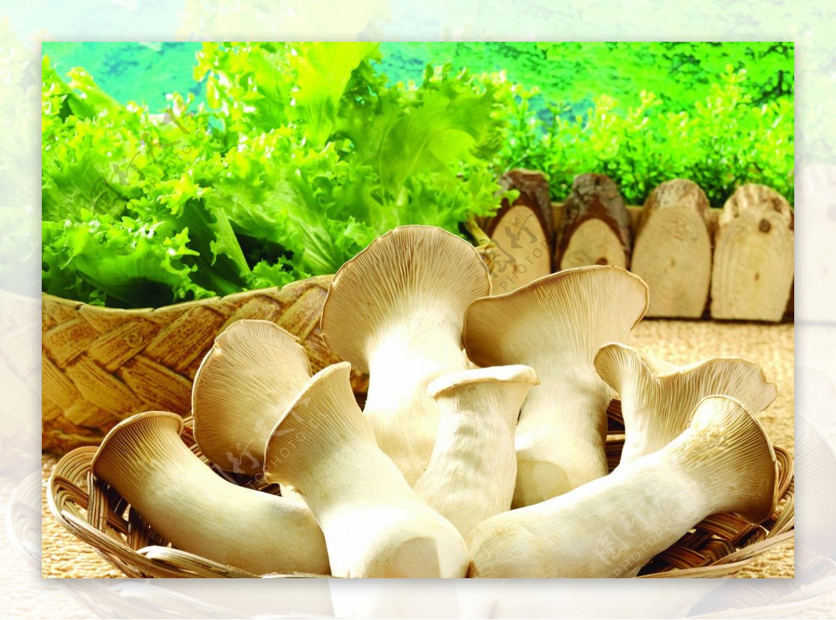 野生蘑菇近距离拍摄唯美风格高清桌面大图【8】 - 摄影 - 亿图全景图库