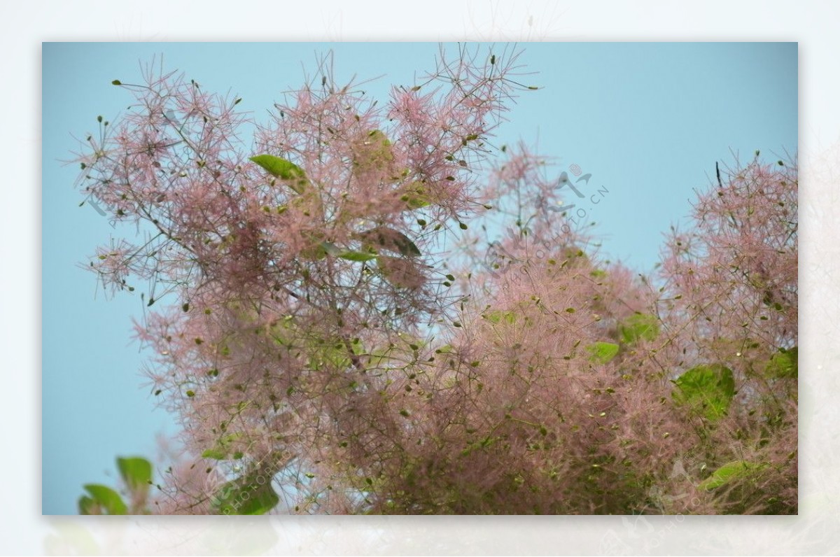 黄栌树花图片