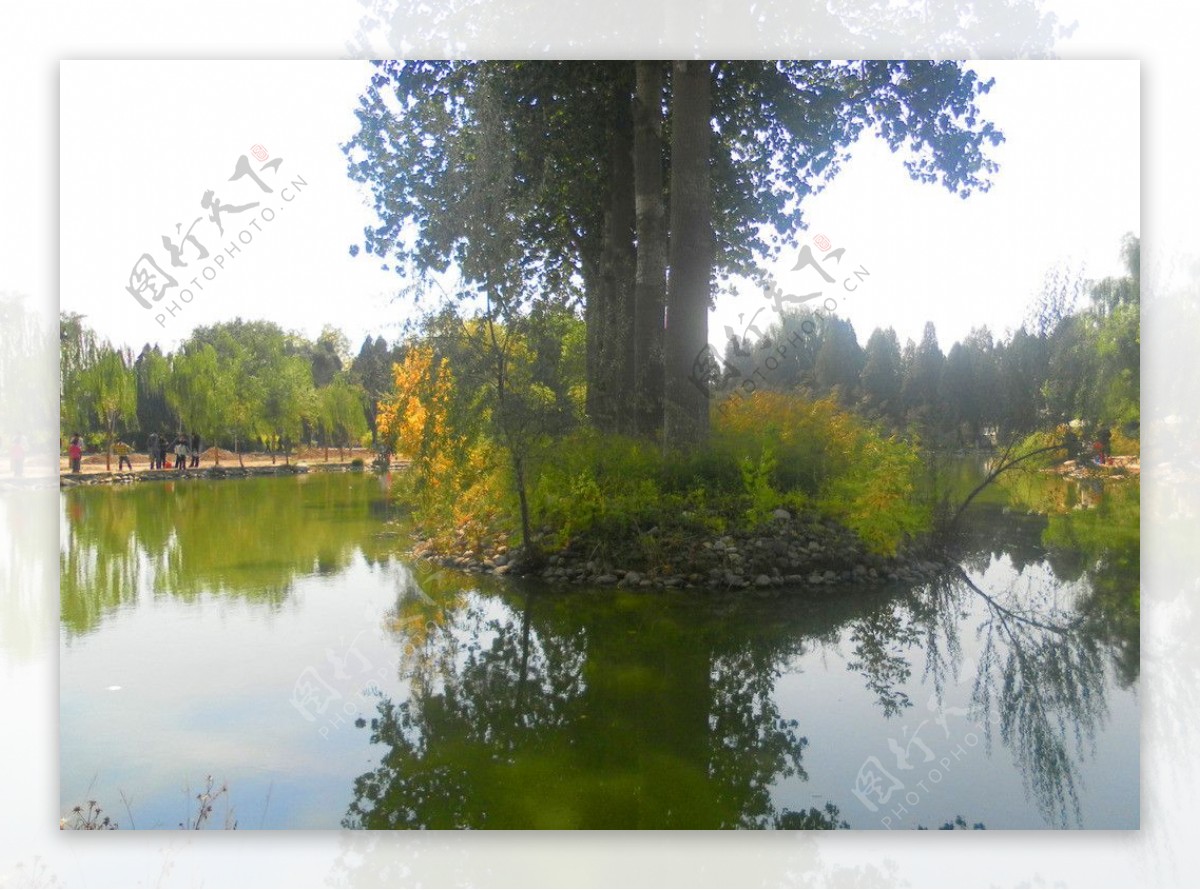 湖中的大树图片