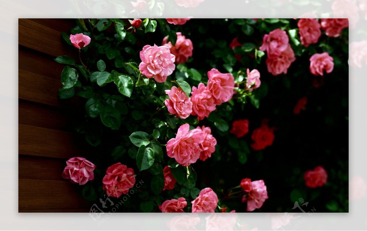夏日蔷薇图片