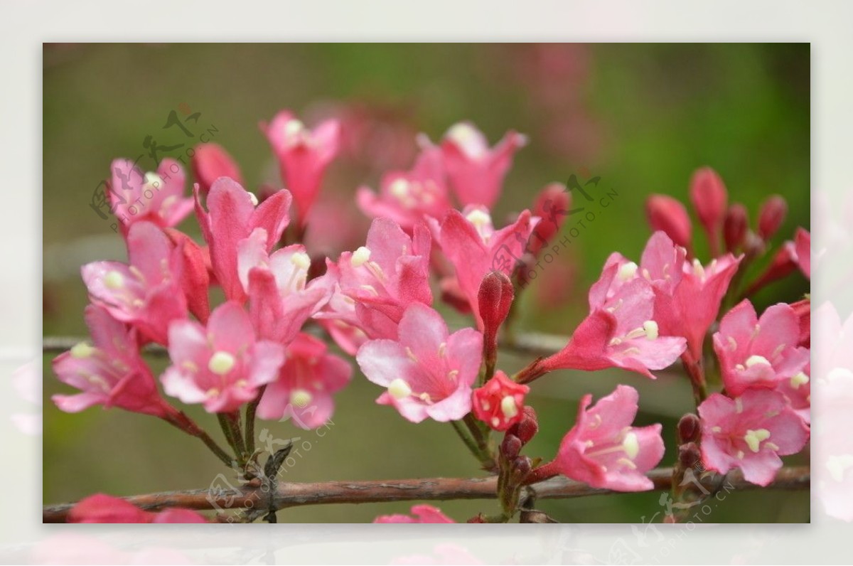 锦带花图片