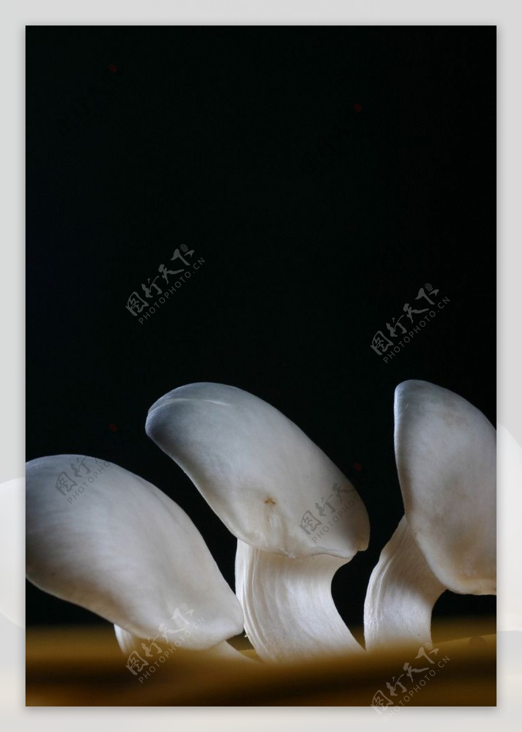 食材配图蘑菇图片