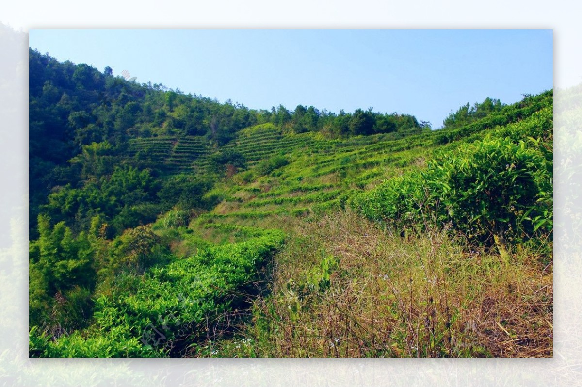 山水梅州绿色茶山图片