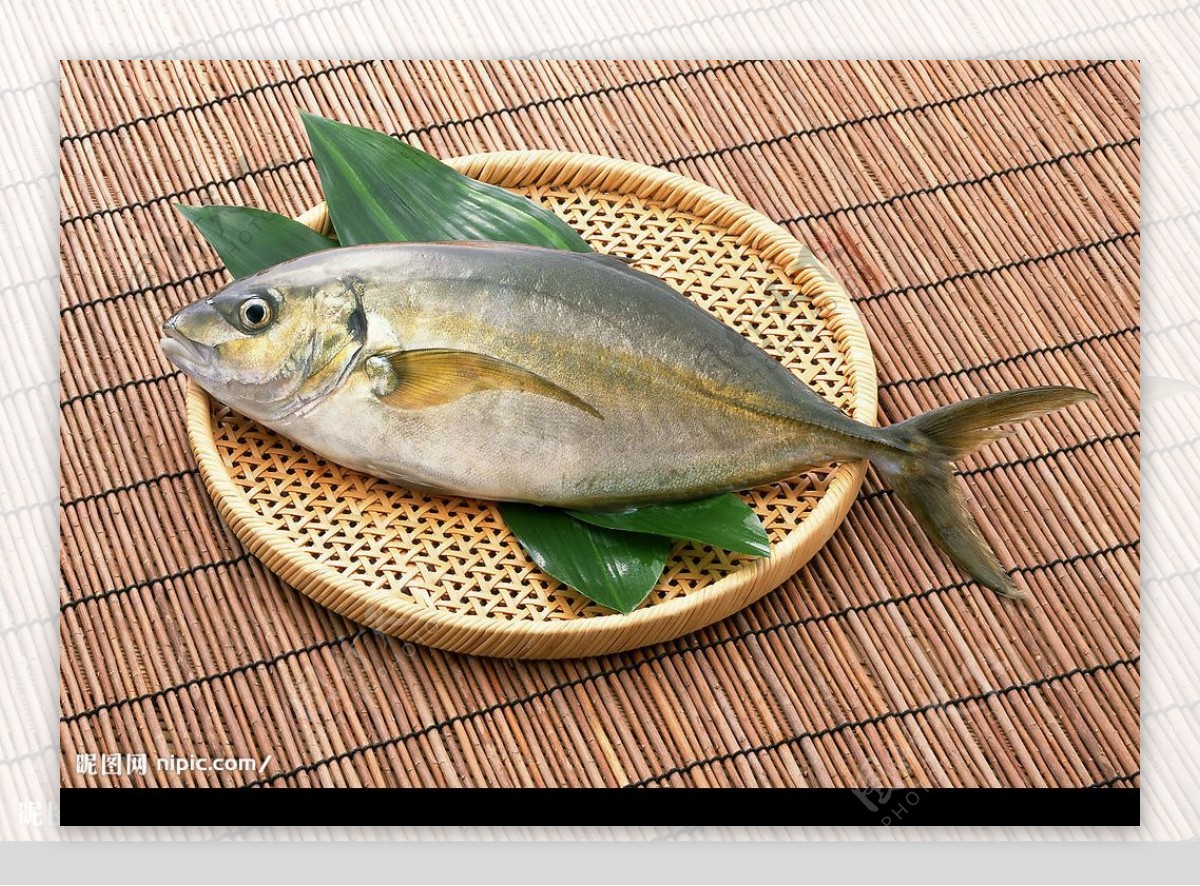 竹扁鲳鱼图片