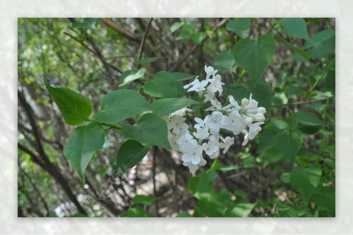 丁香花图片