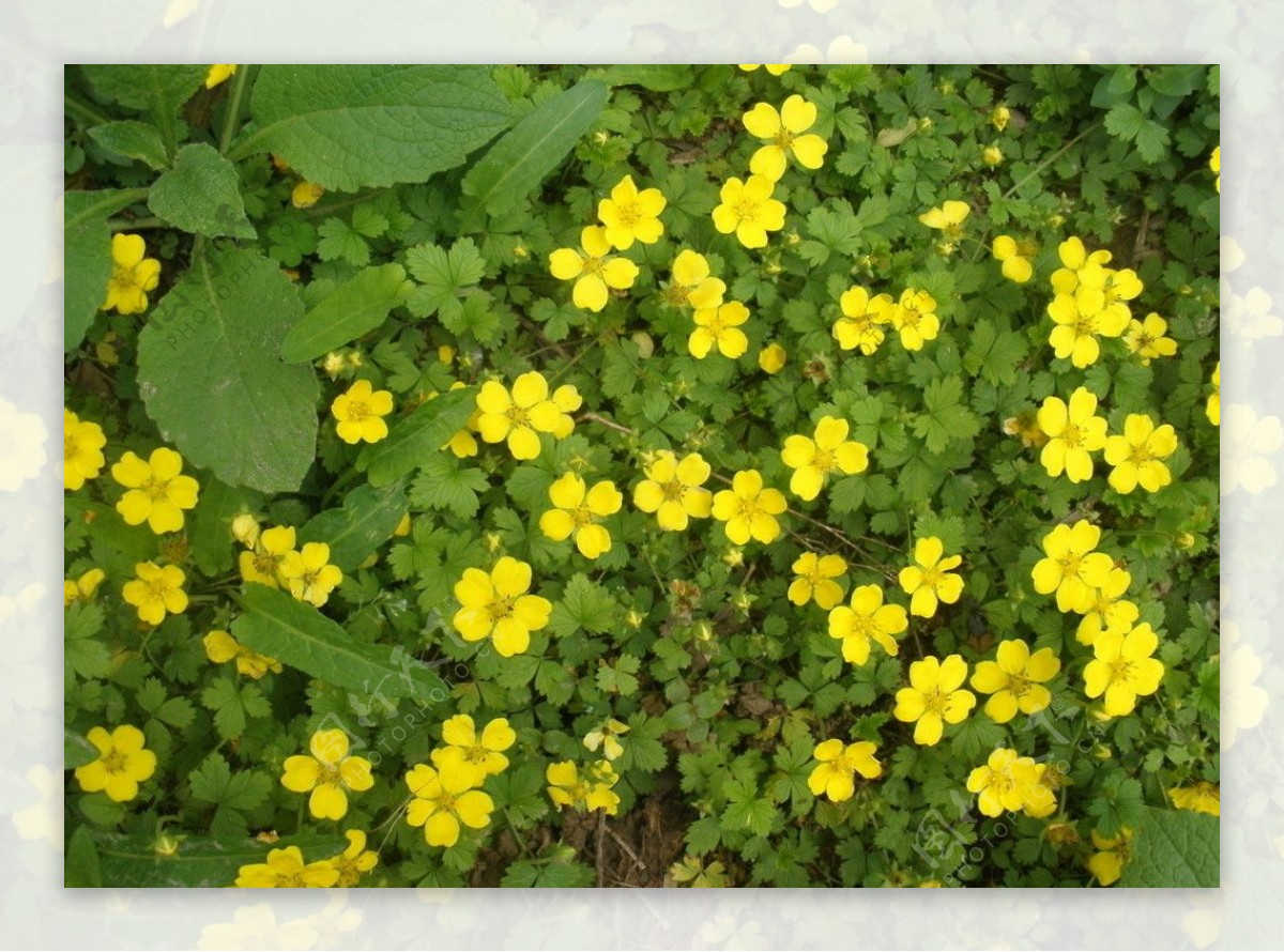 黄花图片