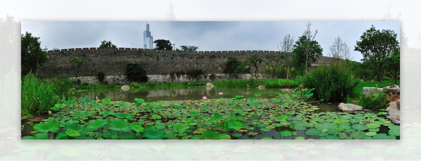 南京玄武湖睡莲池全景图图片