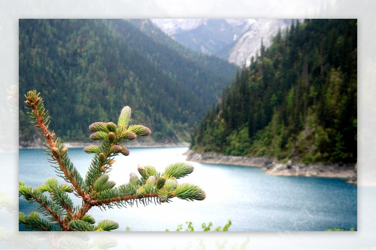 高山植物图片