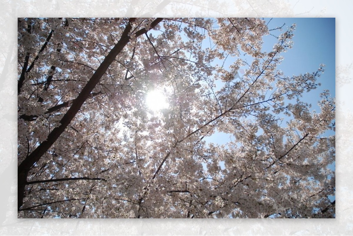 樱花逆光图片