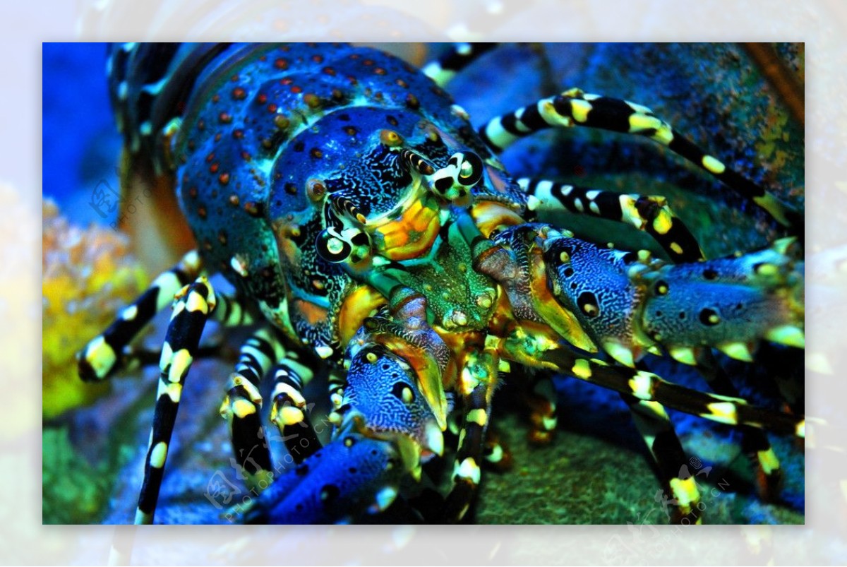斑斓的龙虾图片