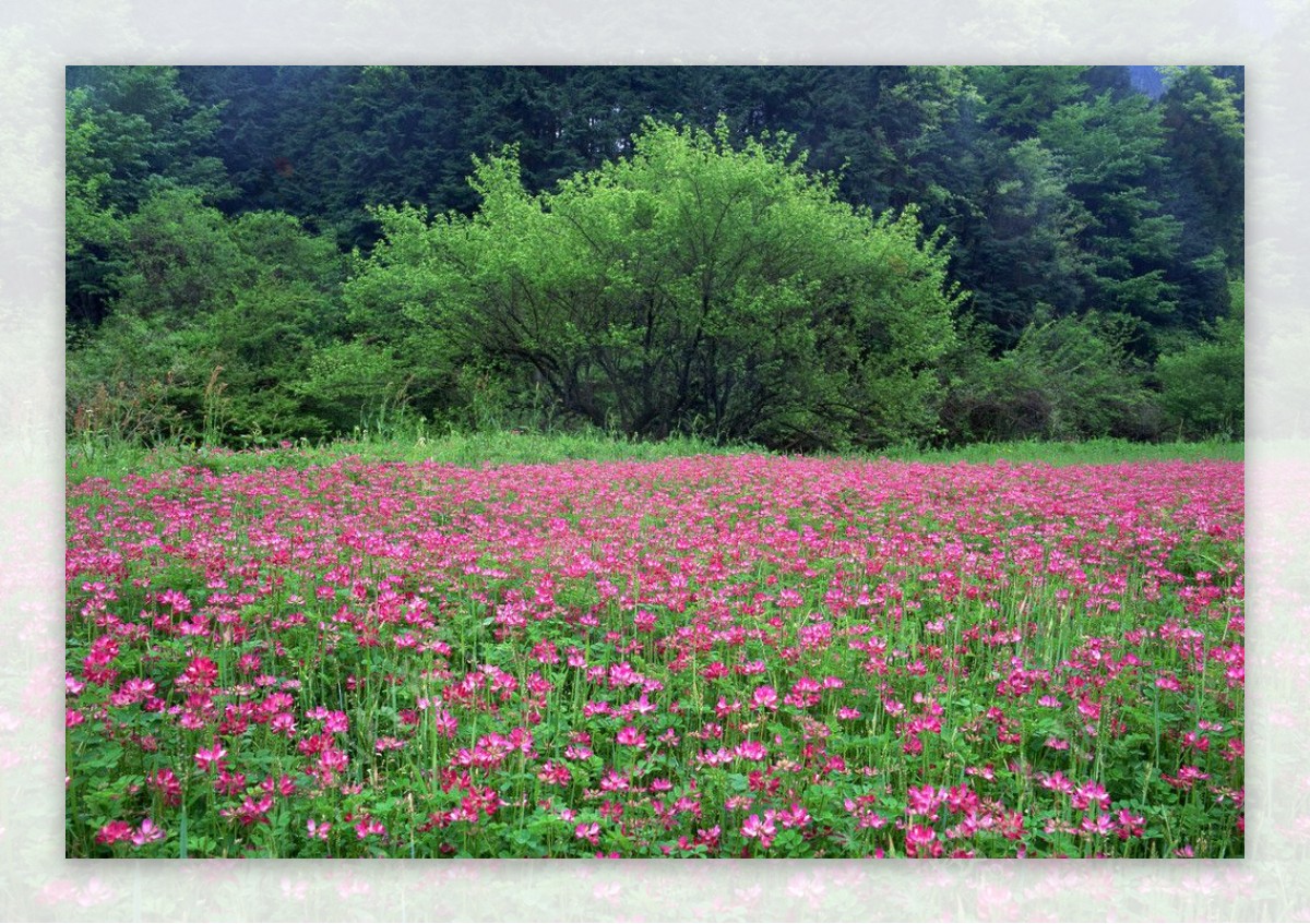 绿树鲜花图片