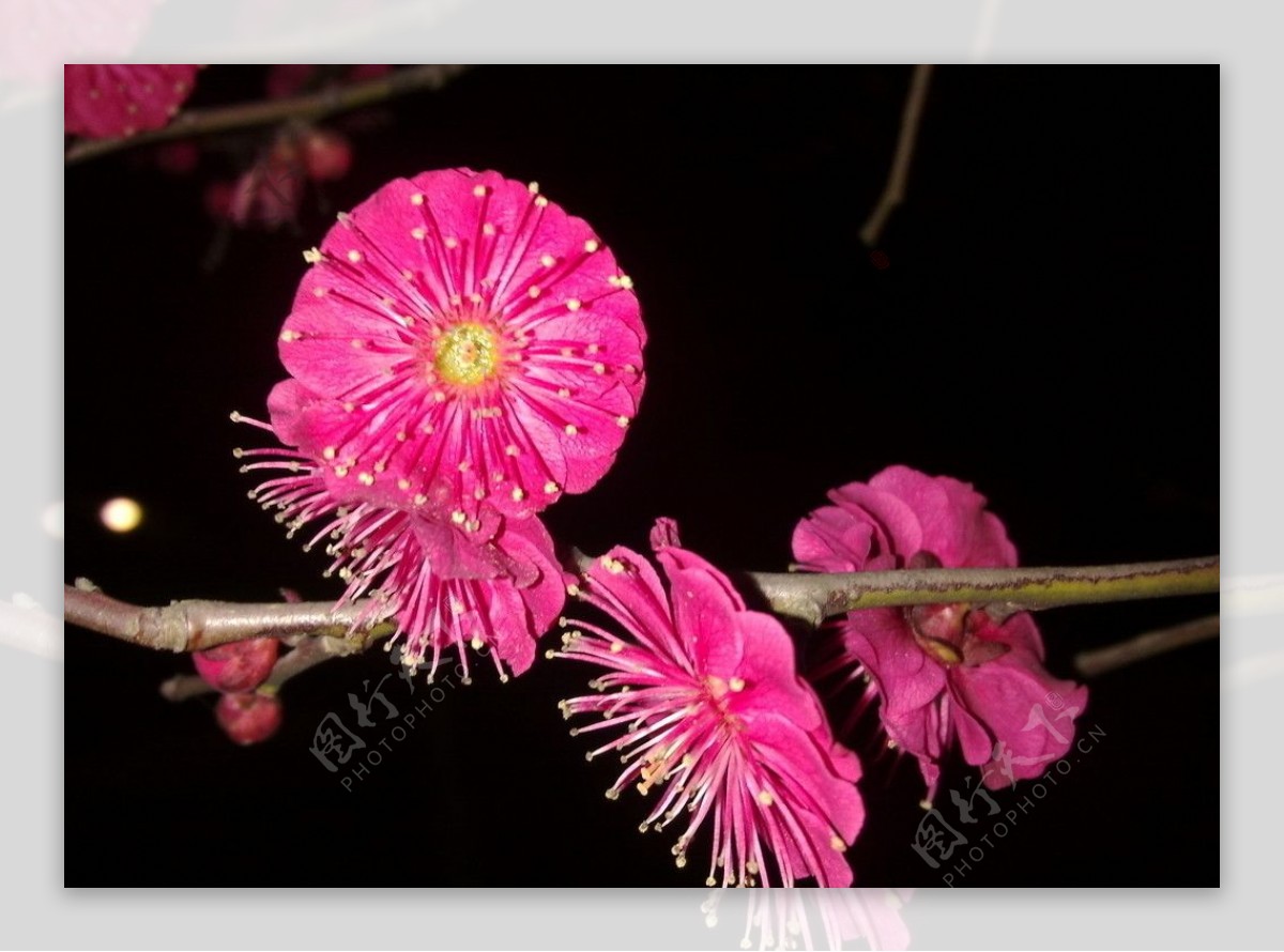 梅花吐蕊图片