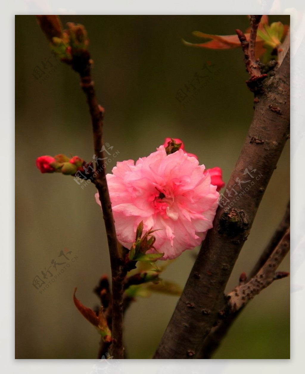 孤独桃花图片