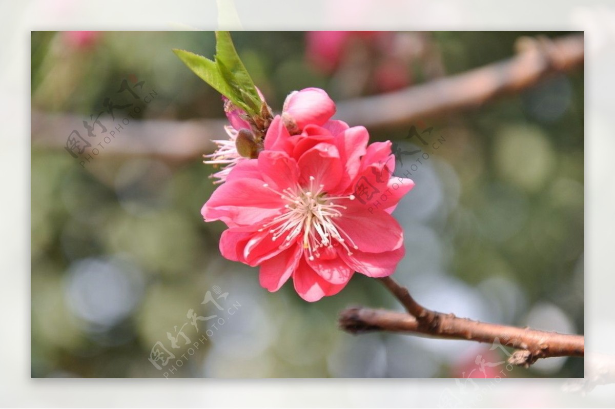 单枝红色桃花图片