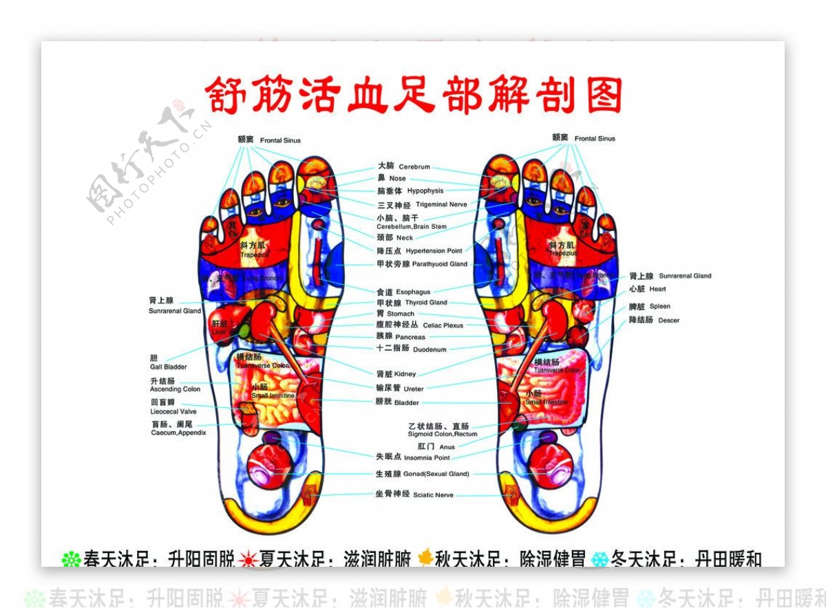 足部解剖图图片