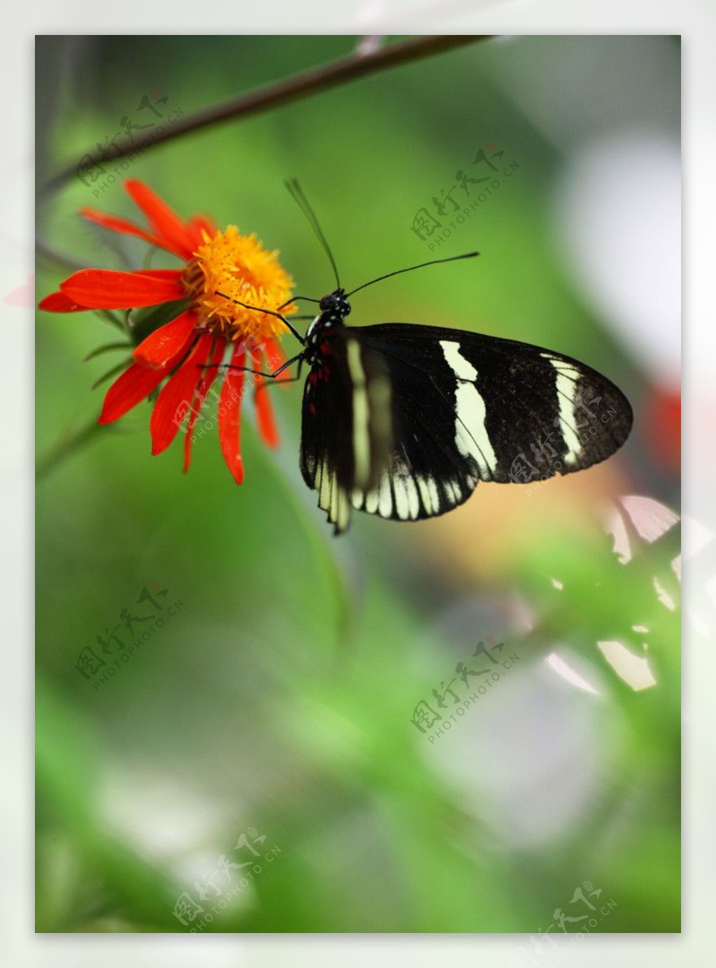 红花蝴蝶图片