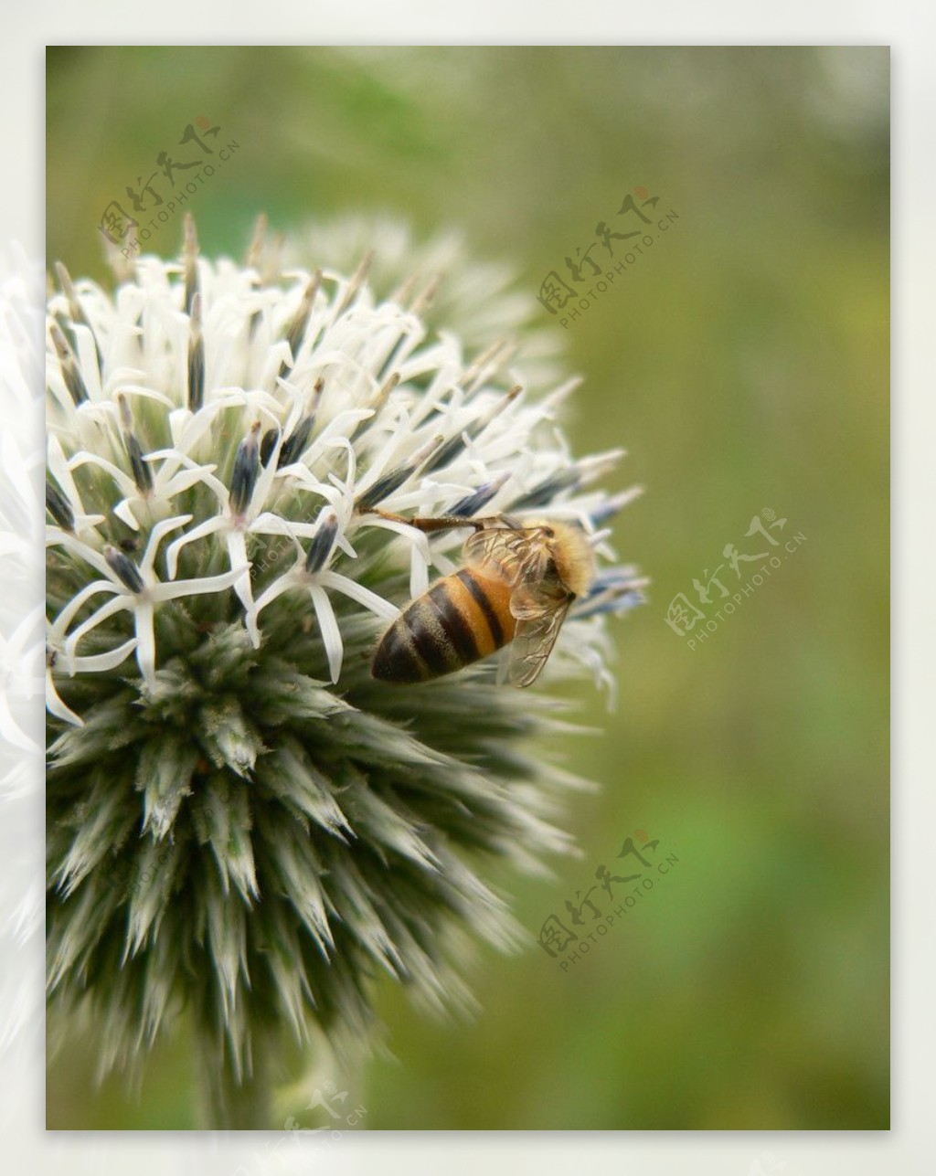 桃花蜜蜂图片大全大图,蜜蜂采桃花图片大全,蜜蜂在桃花上采蜜图片_大山谷图库
