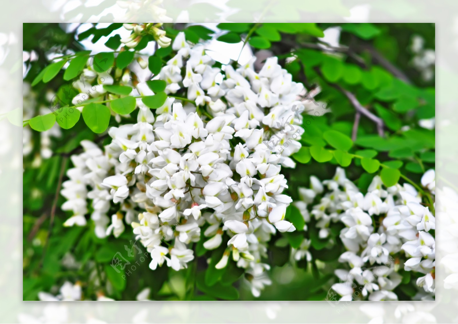 白槐花槐花香图片