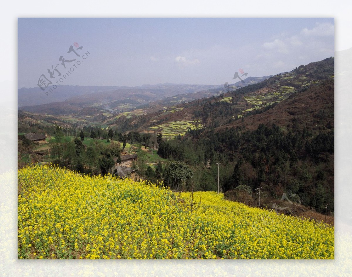 金黄油菜花山脉远山峡谷图片