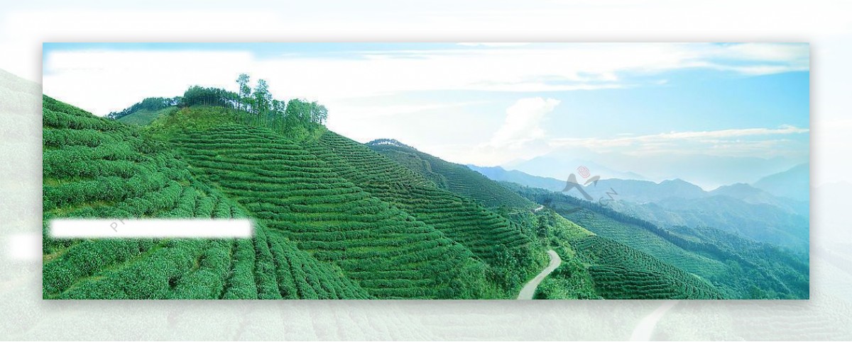 将军峰高山生态茶园图片