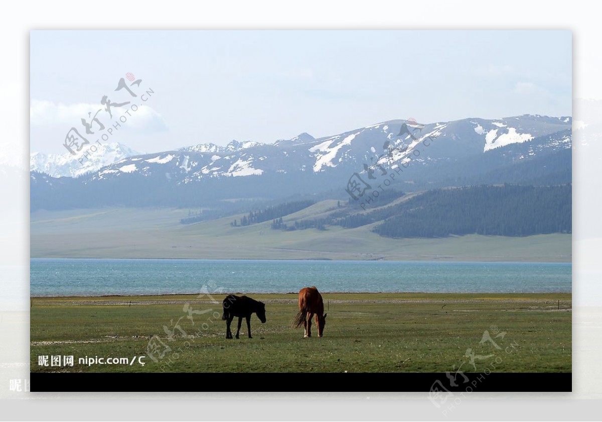新疆塞里木湖畔图片