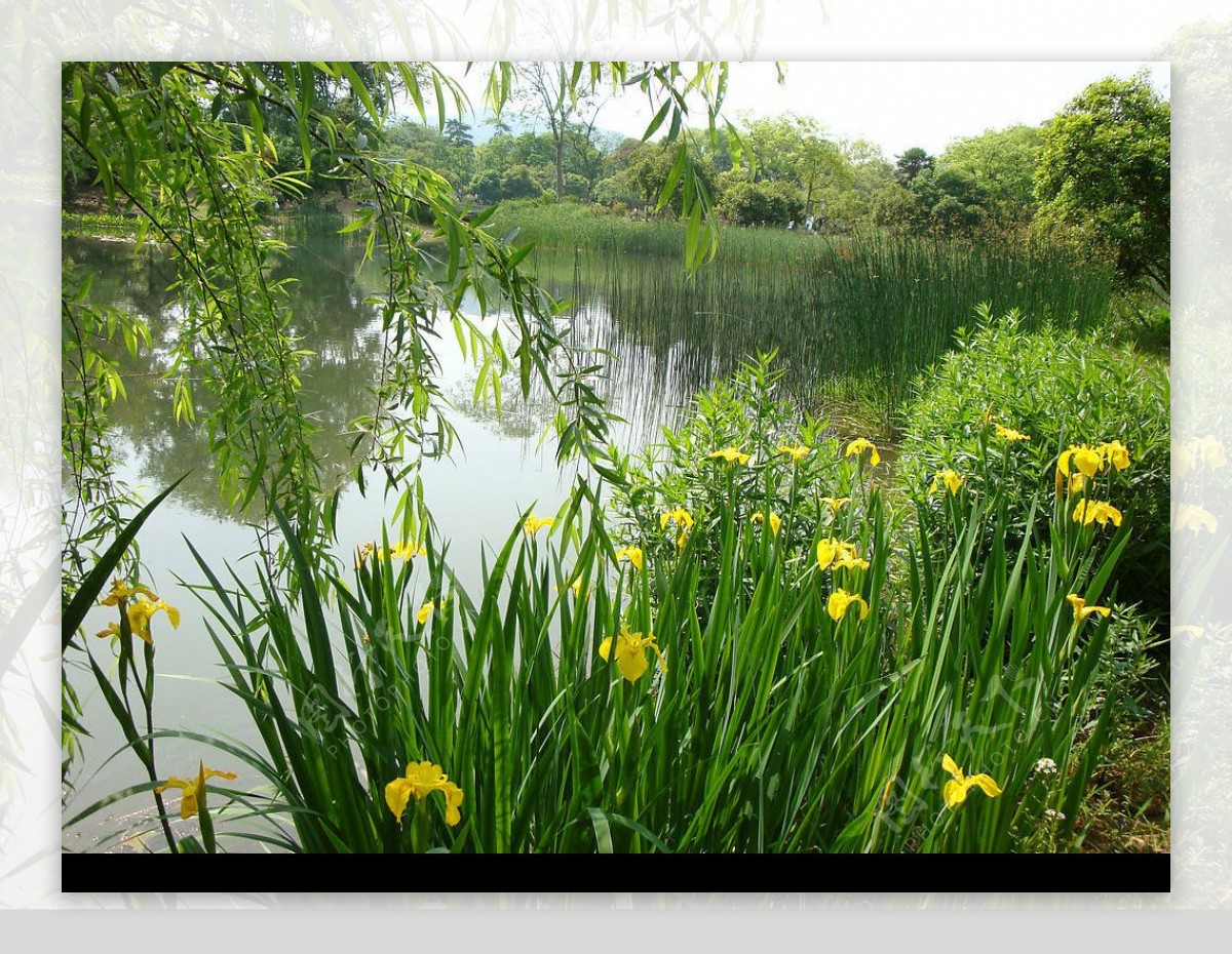 垂柳池塘图片
