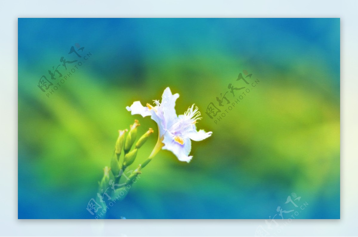 蓝色梦幻花卉图片