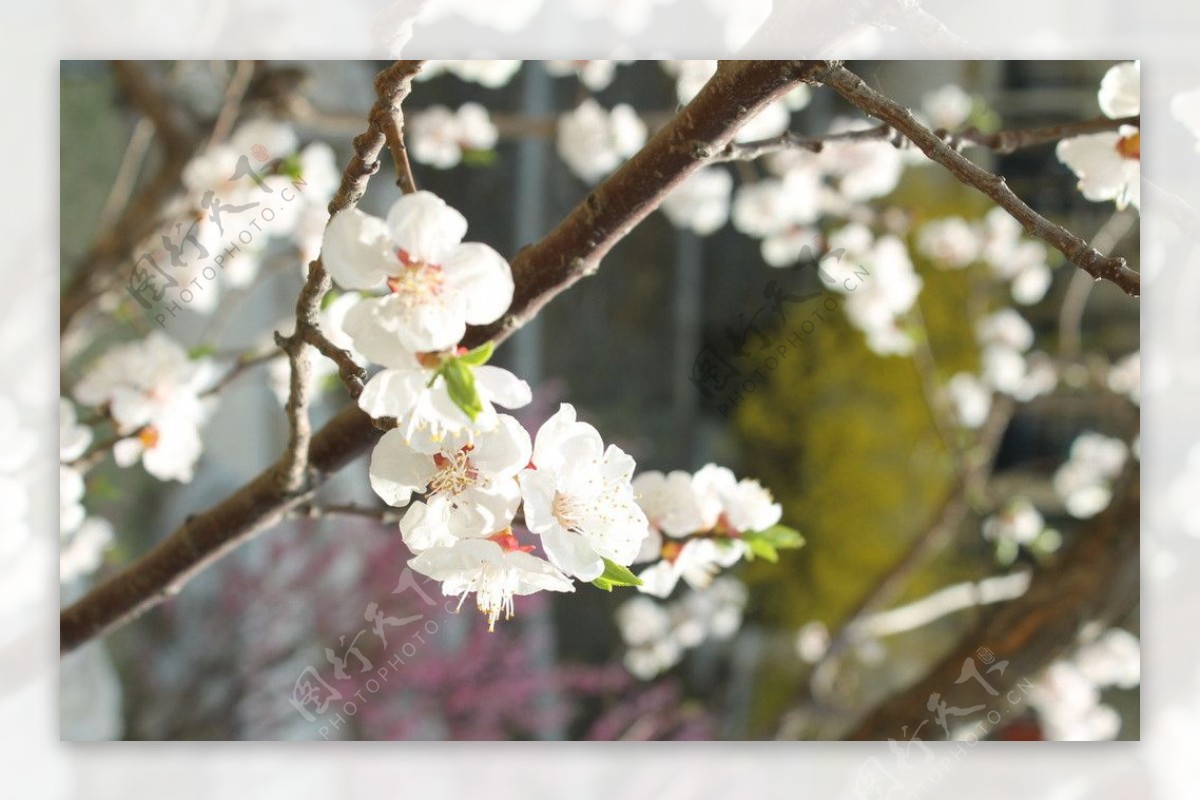 春天里的白桃花图片