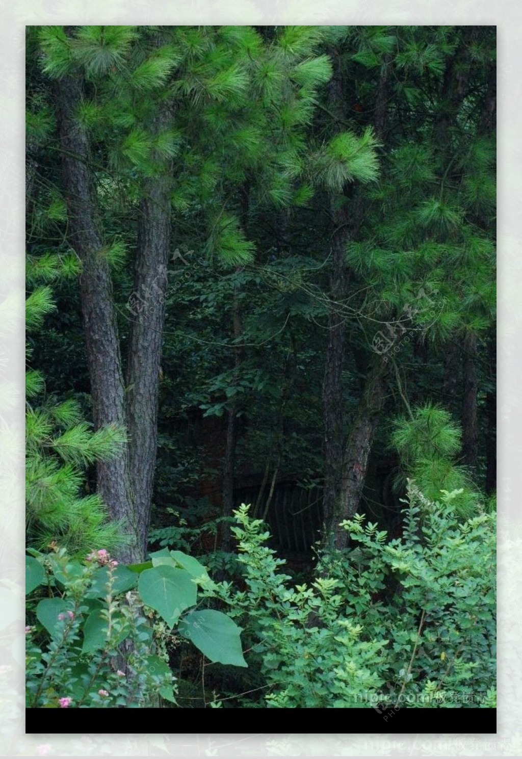 树林景色图片