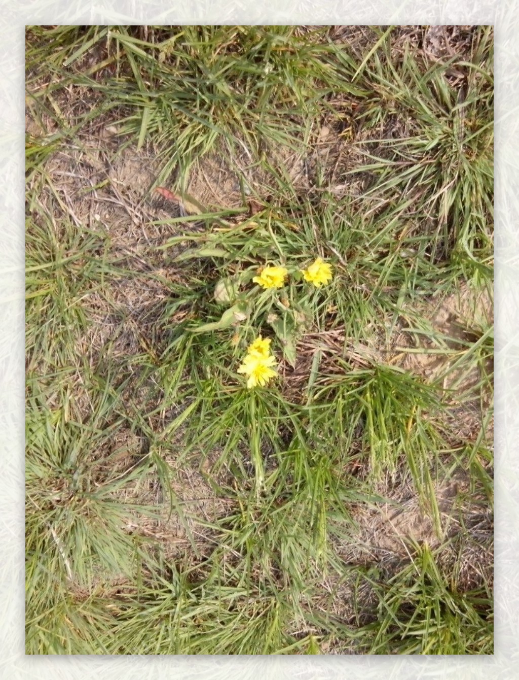草地中的小黄花图片