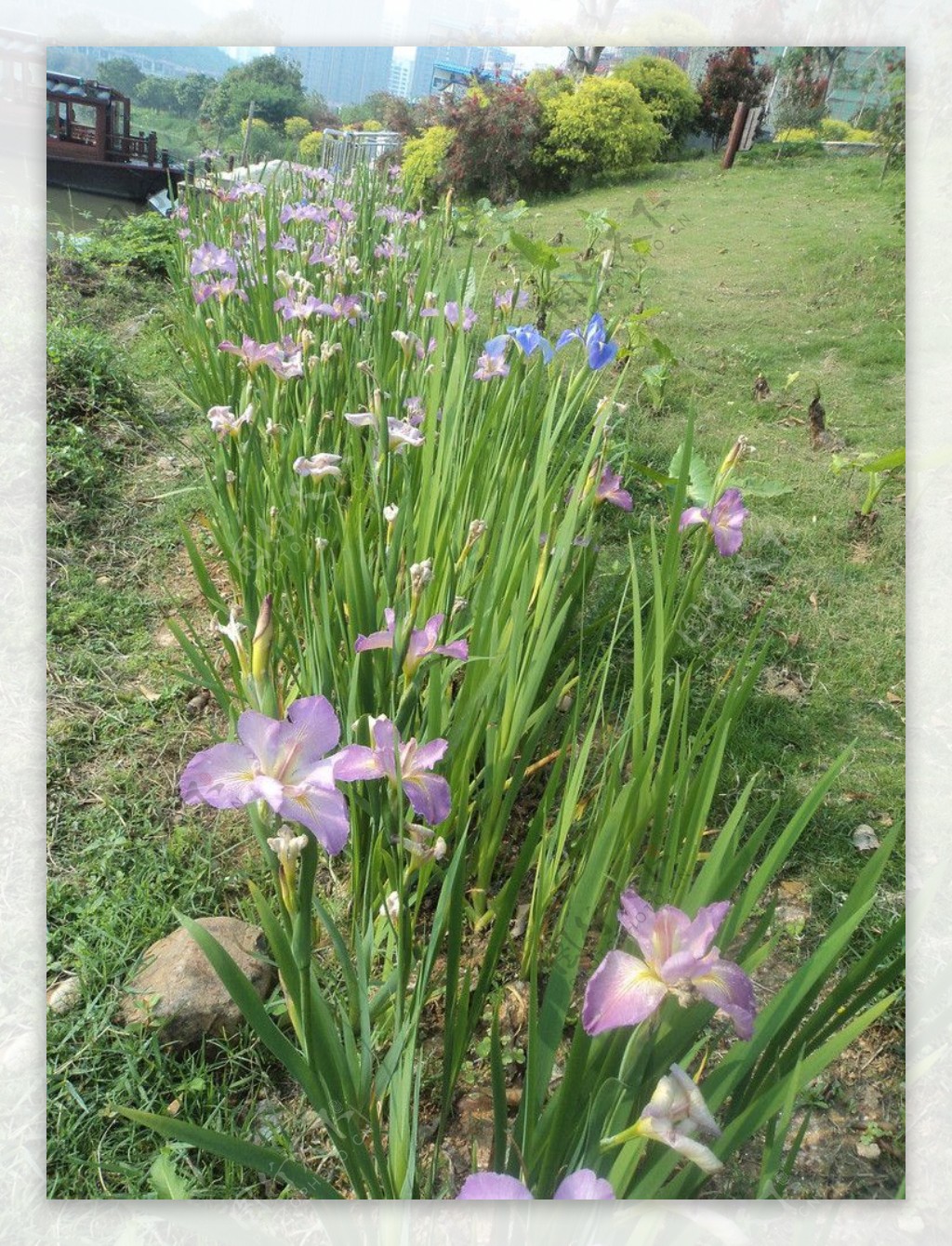 鸢尾花图片