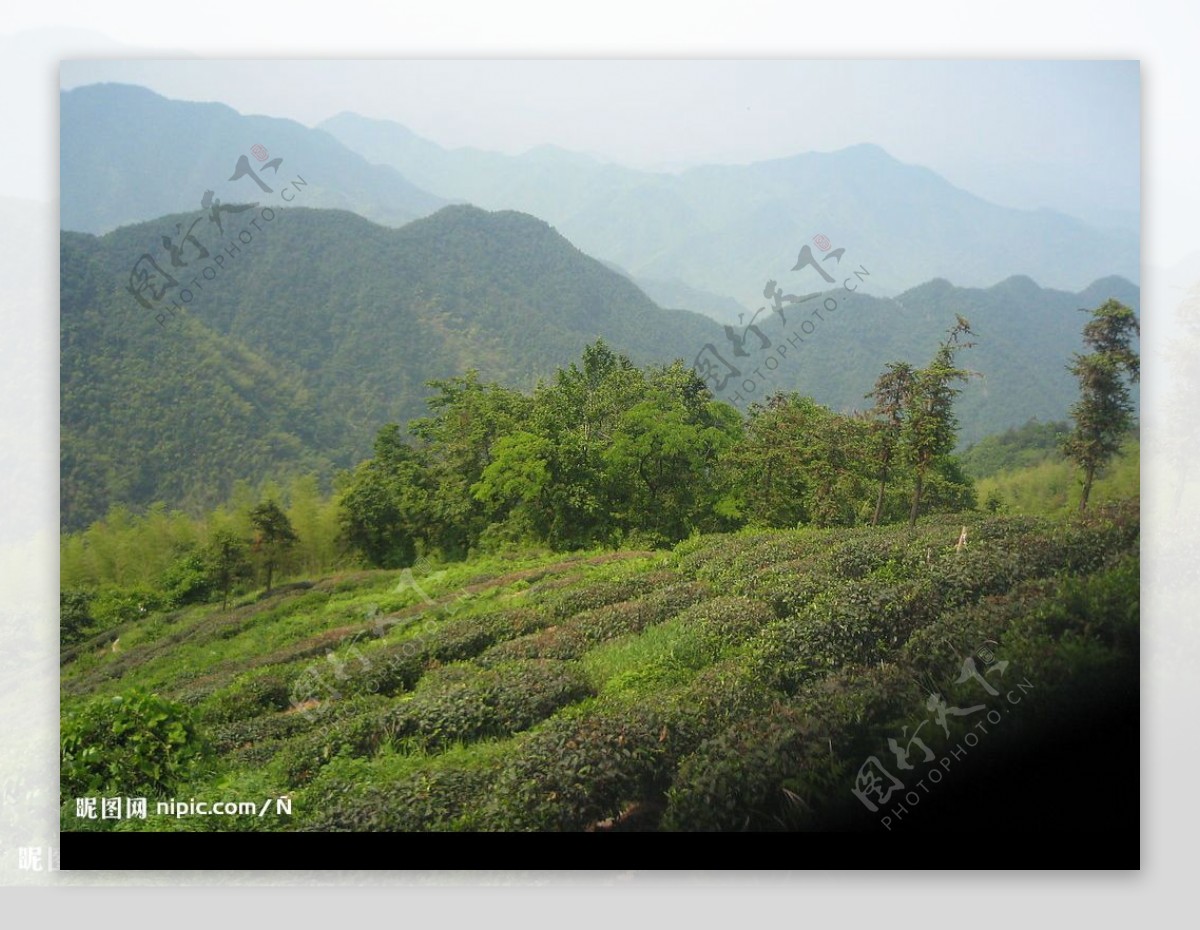 茶山图片