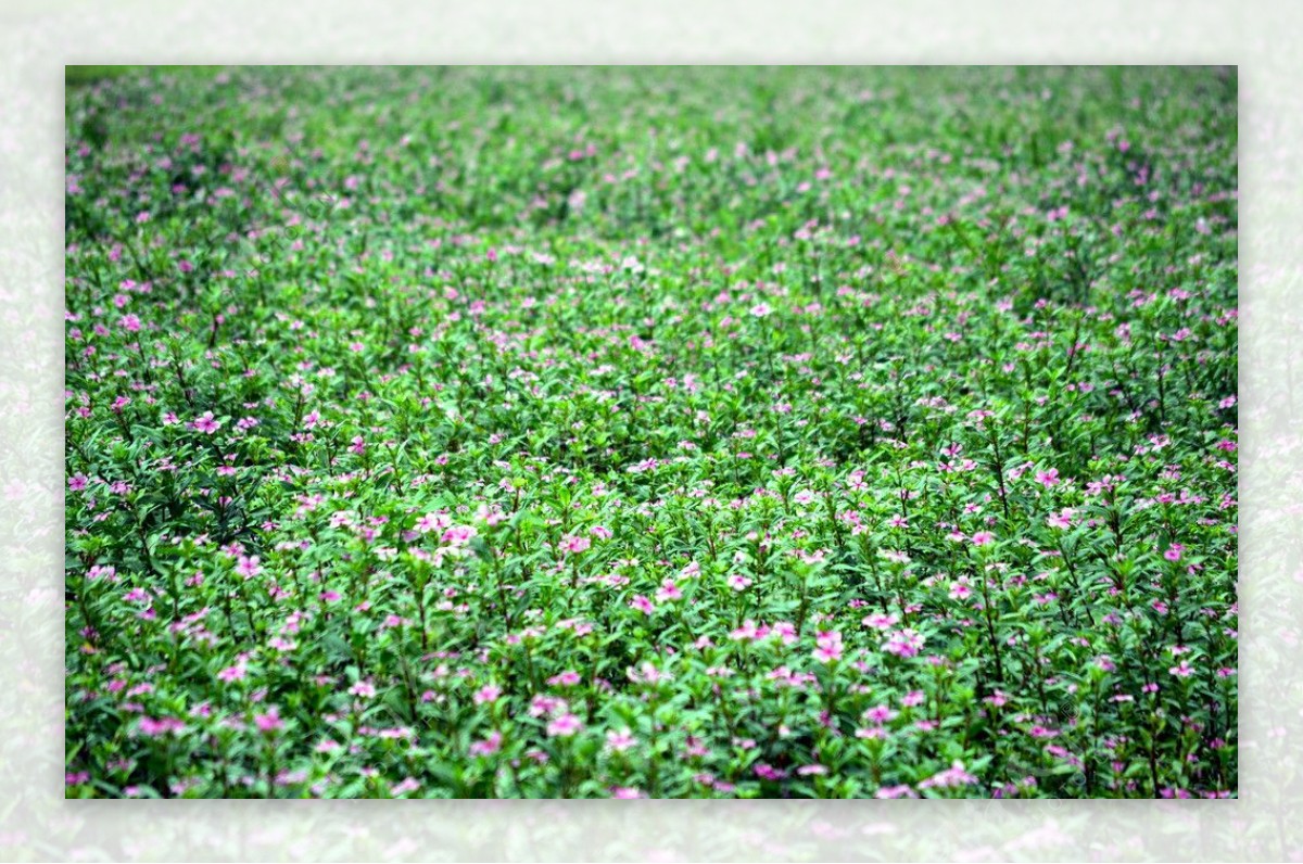 草地小花朵图片