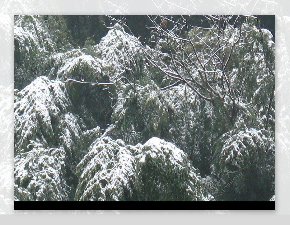 天目山雪景图片