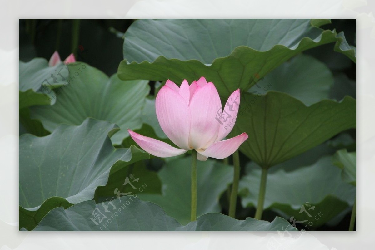 莲花池公园荷花图片