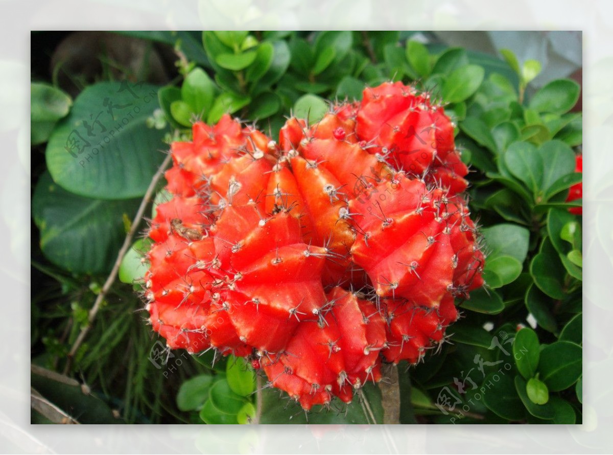 仙人掌花图片