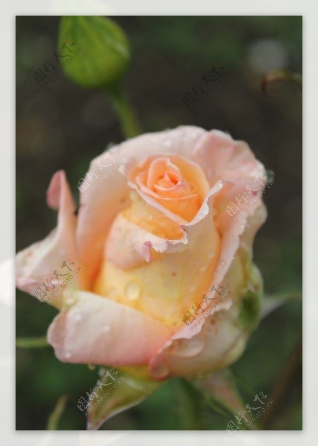 雨后红玫瑰花朵jpg图片免费下载_编号8vgeh28x1_图精灵