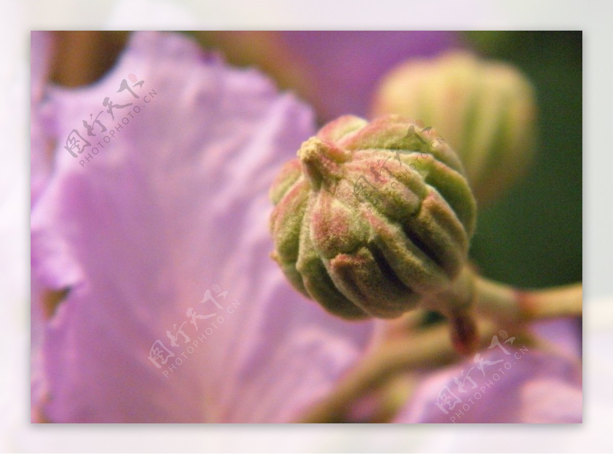 紫葳花果实图片