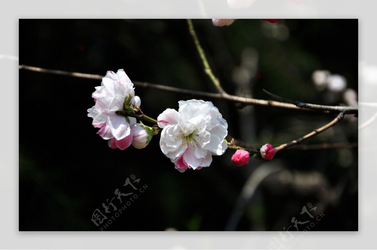 樱花图片