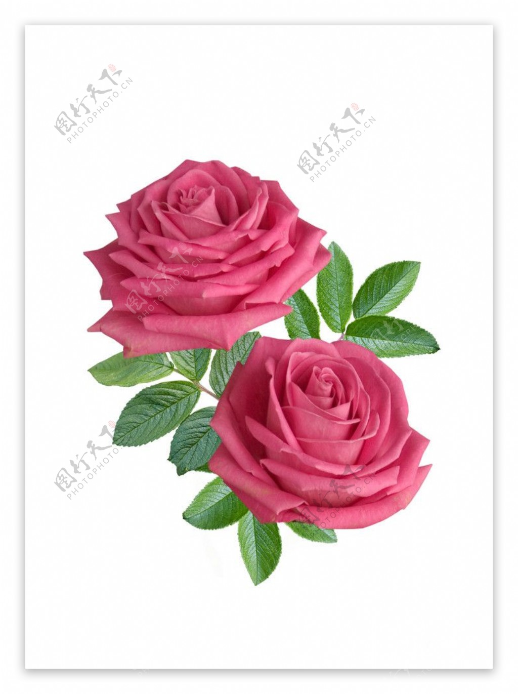 娇艳的红色玫瑰花图片