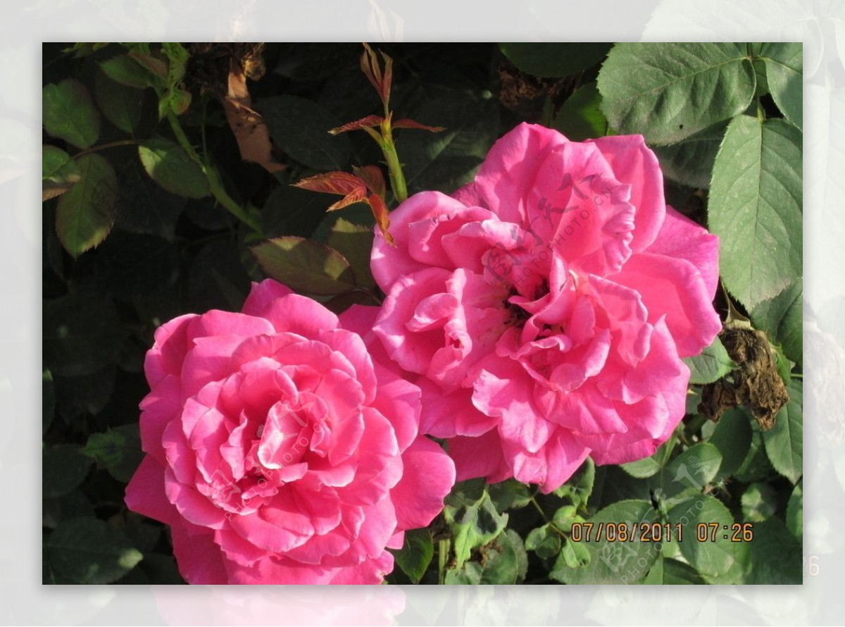 两朵红玫瑰肖像 免费图片 - Public Domain Pictures