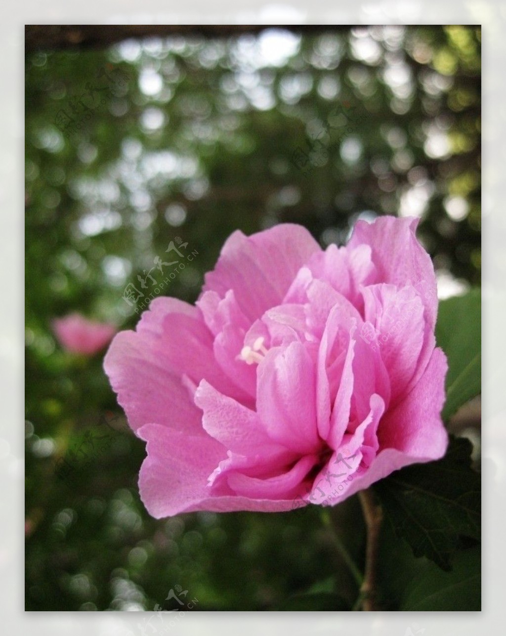 粉红艳丽花朵图片
