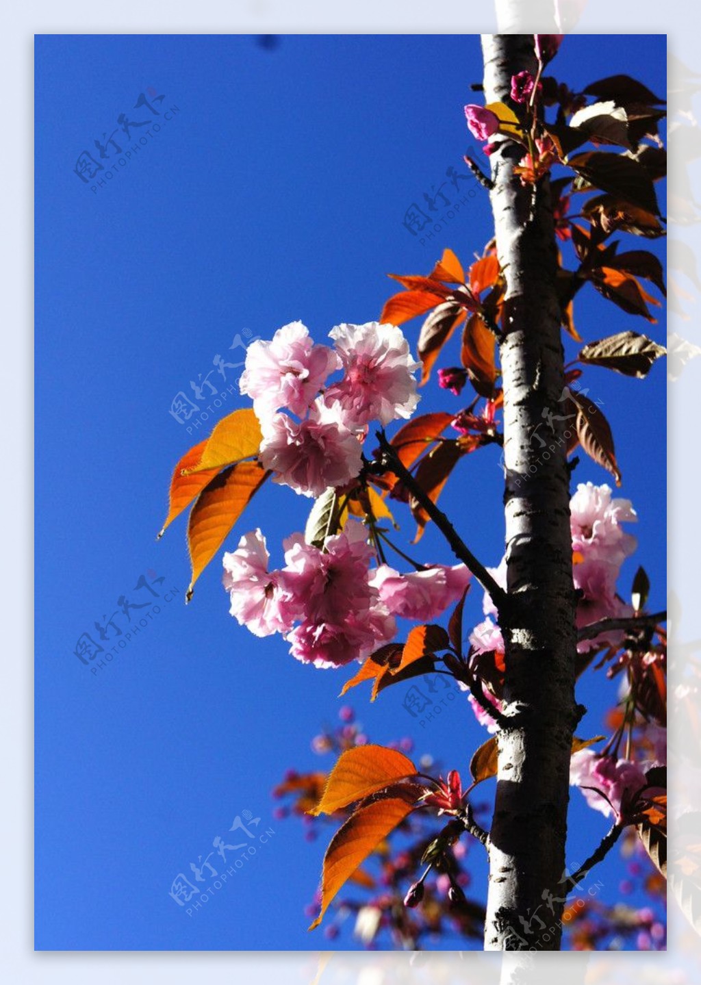 高原樱花图片