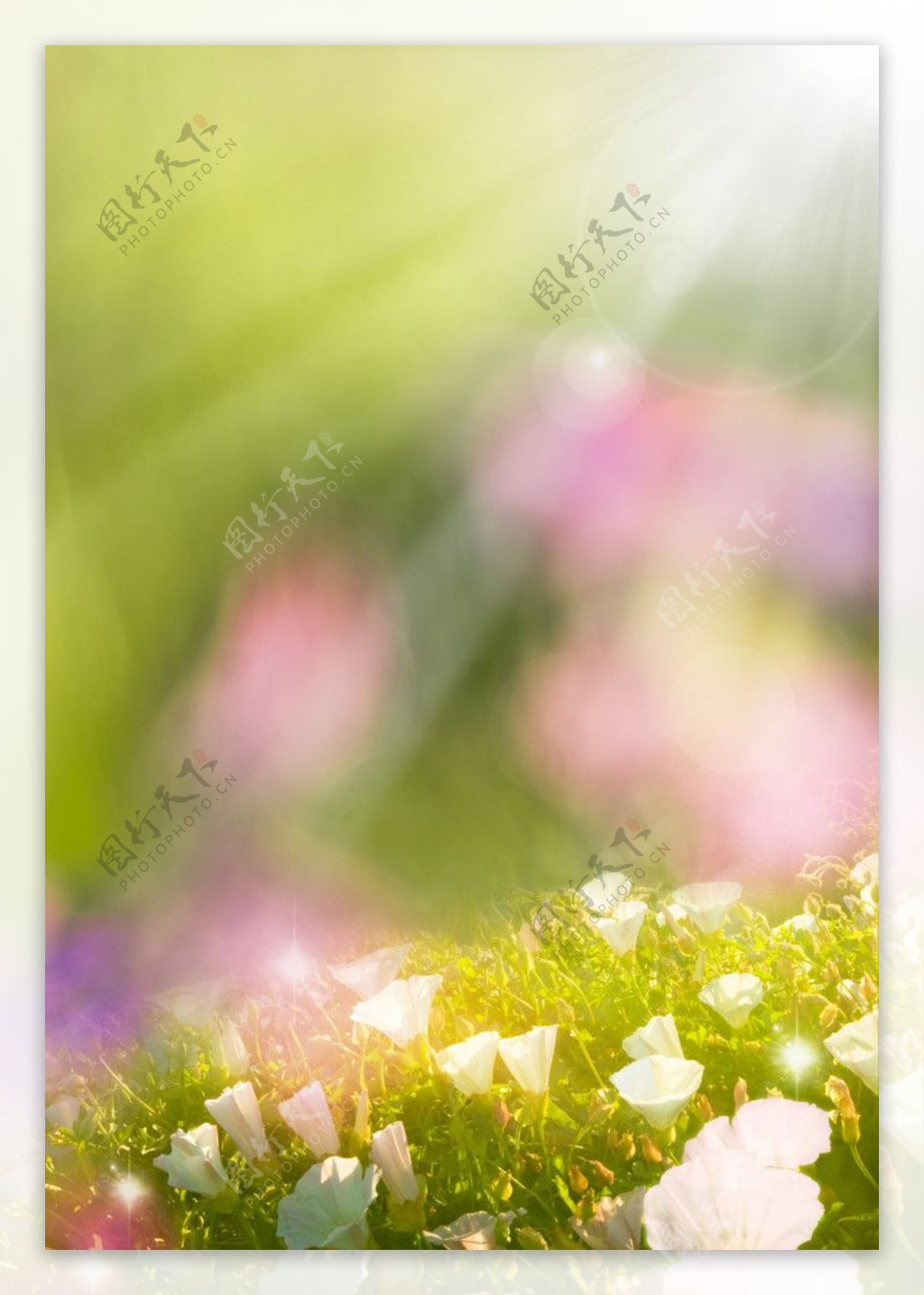 阳光鲜花背景图片
