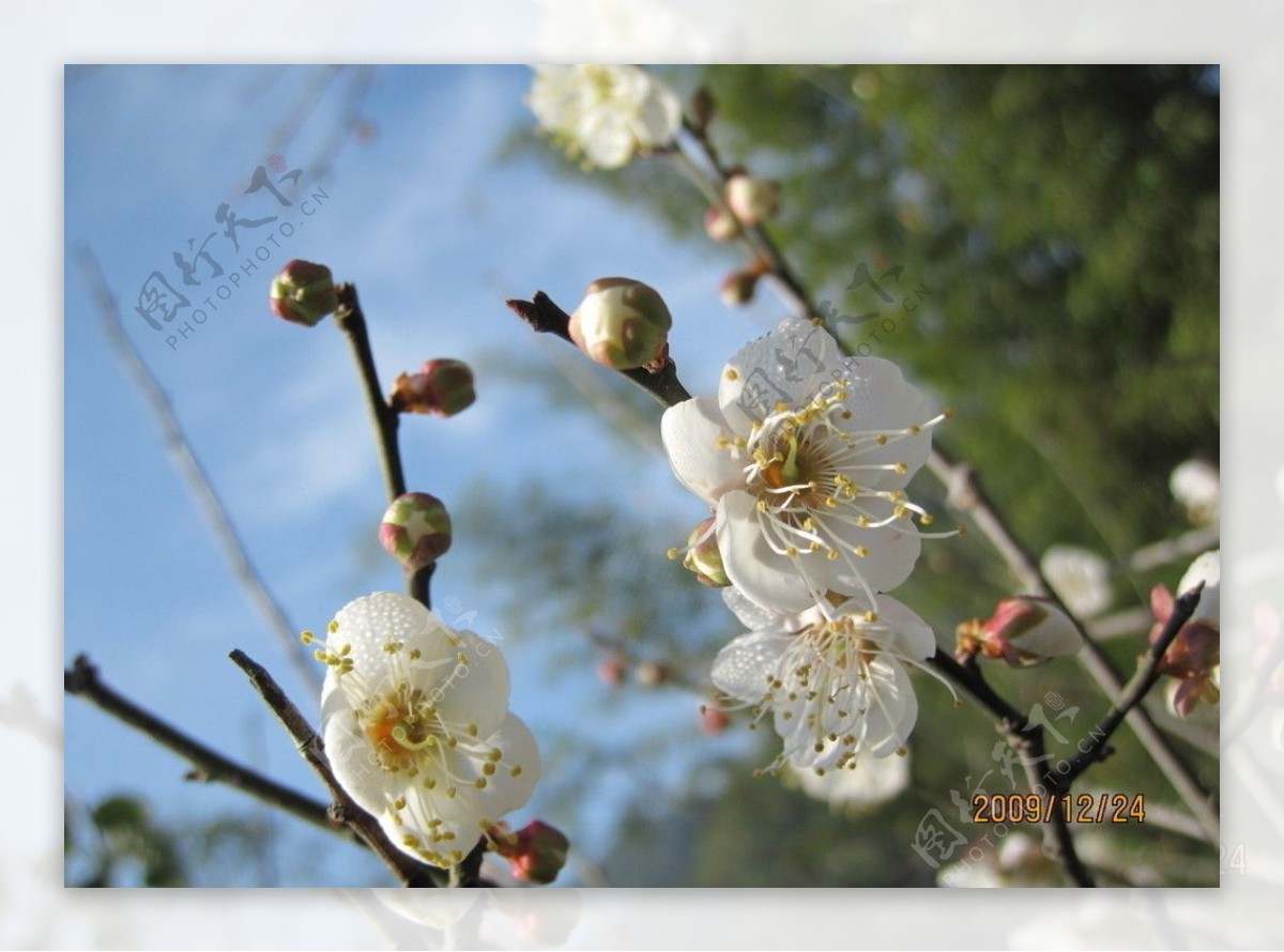 枝头梨花图片