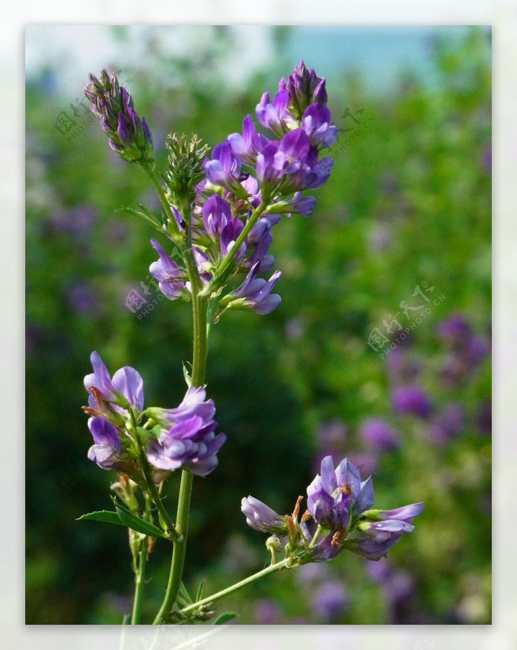 紫花苜蓿图片
