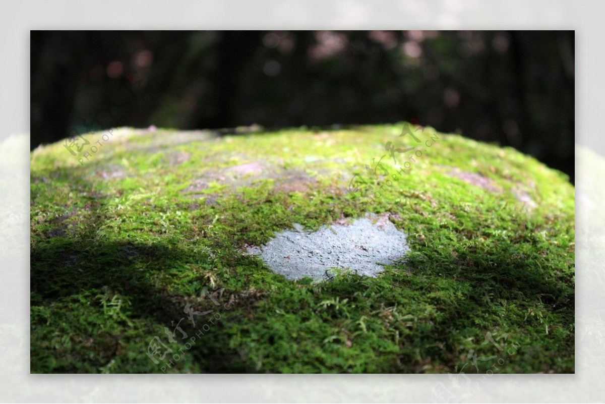 石头苔藓图片