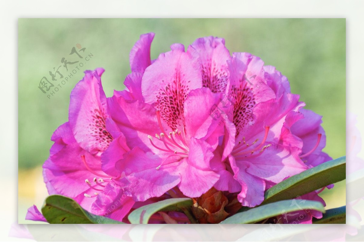 紫红杜鹃花图片