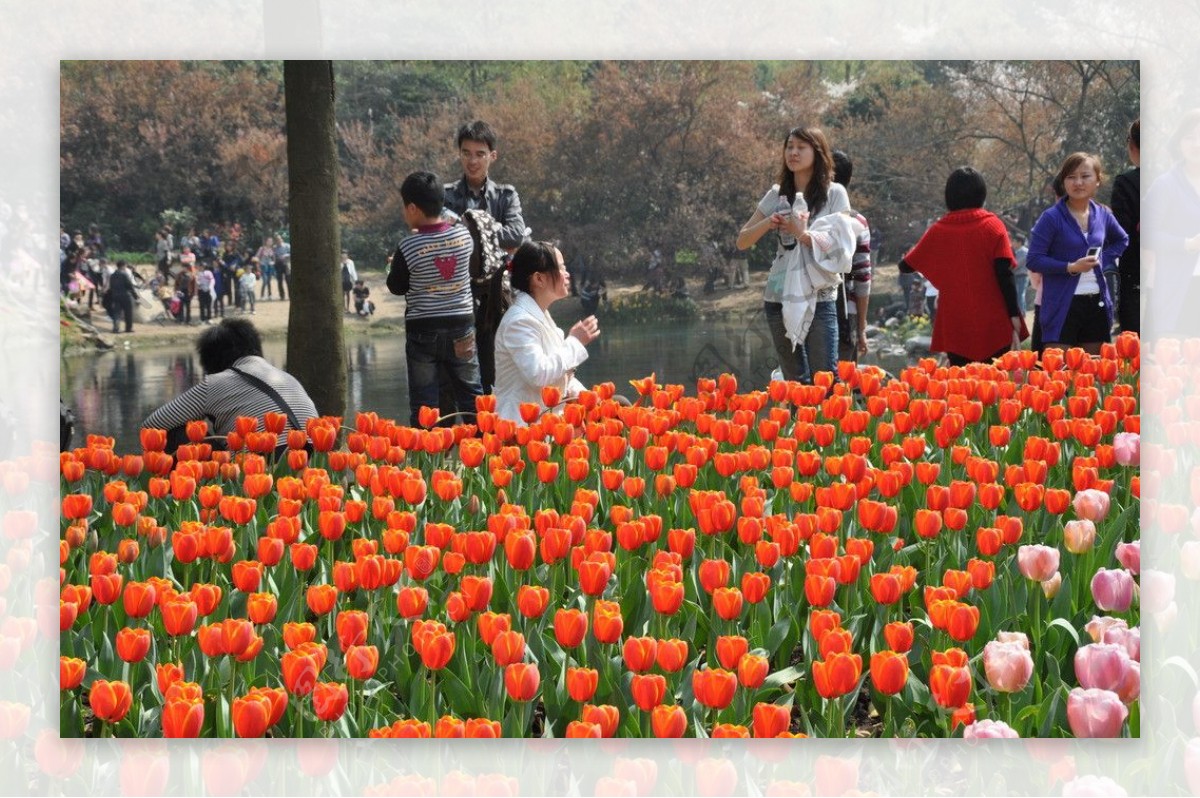 太子湾公园郁金香图片